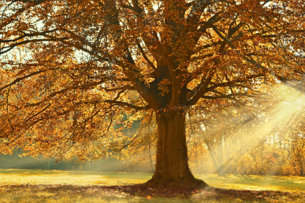 © pixabay CCO peggychoucair